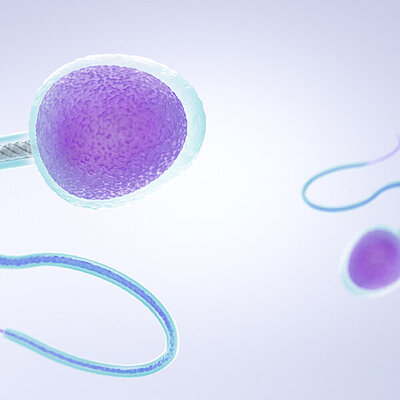 Spermatozoa (SPERM)