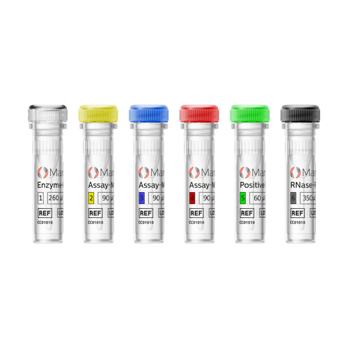 [.TR-tr Turkey (turkish)] MammaTyper Vials 