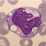 Monocyte Monocyte