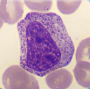 Myelocyte Myelocyte
