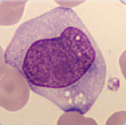 Promonocyte Promonocyte