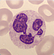 Segmented neutrophil Segmented neutrophil